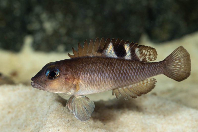 Lamprologus kungweensis 'Burton Bay'